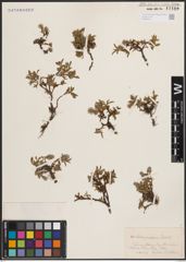 Foto von Salix cascadensis Cockerell